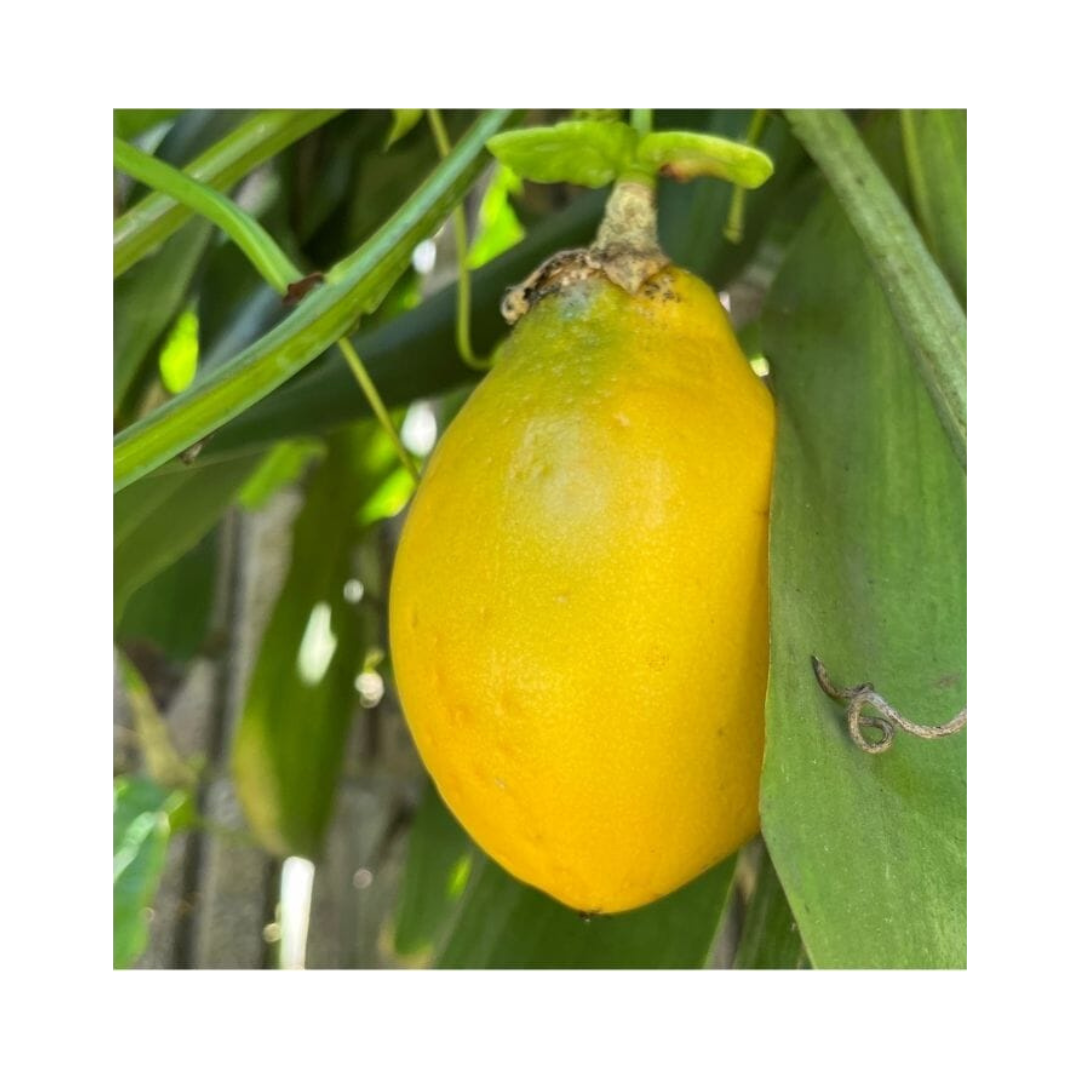 Mountain Sweet Granadilla Plant  Exotic Passiflora ligularis from Guatemala Yellow Fruit (ripe) - Blessings Grow Meadows