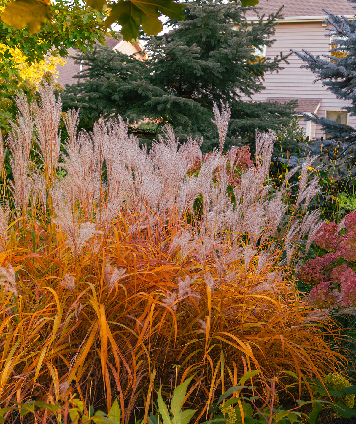 Miscanthus Purpurascens - Flame Grass - 3 bareroot plants
