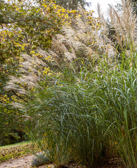 Three Silberfeder Silver Feather Grass bareroot plants, showcasing tall, wispy silver-gray grasses from BloomingBulb.