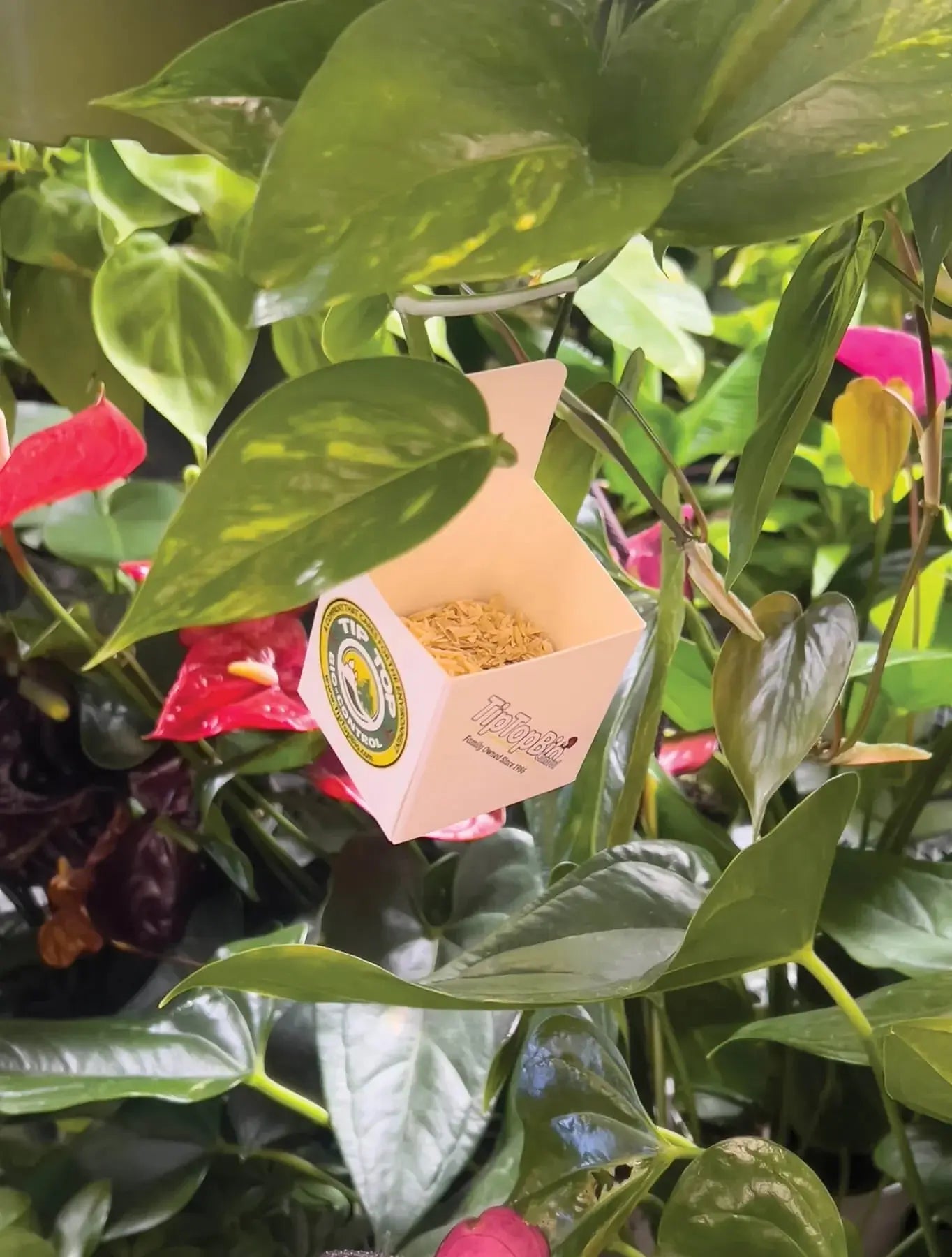 Green Lacewing Eggs - Blessings Grow Meadows -