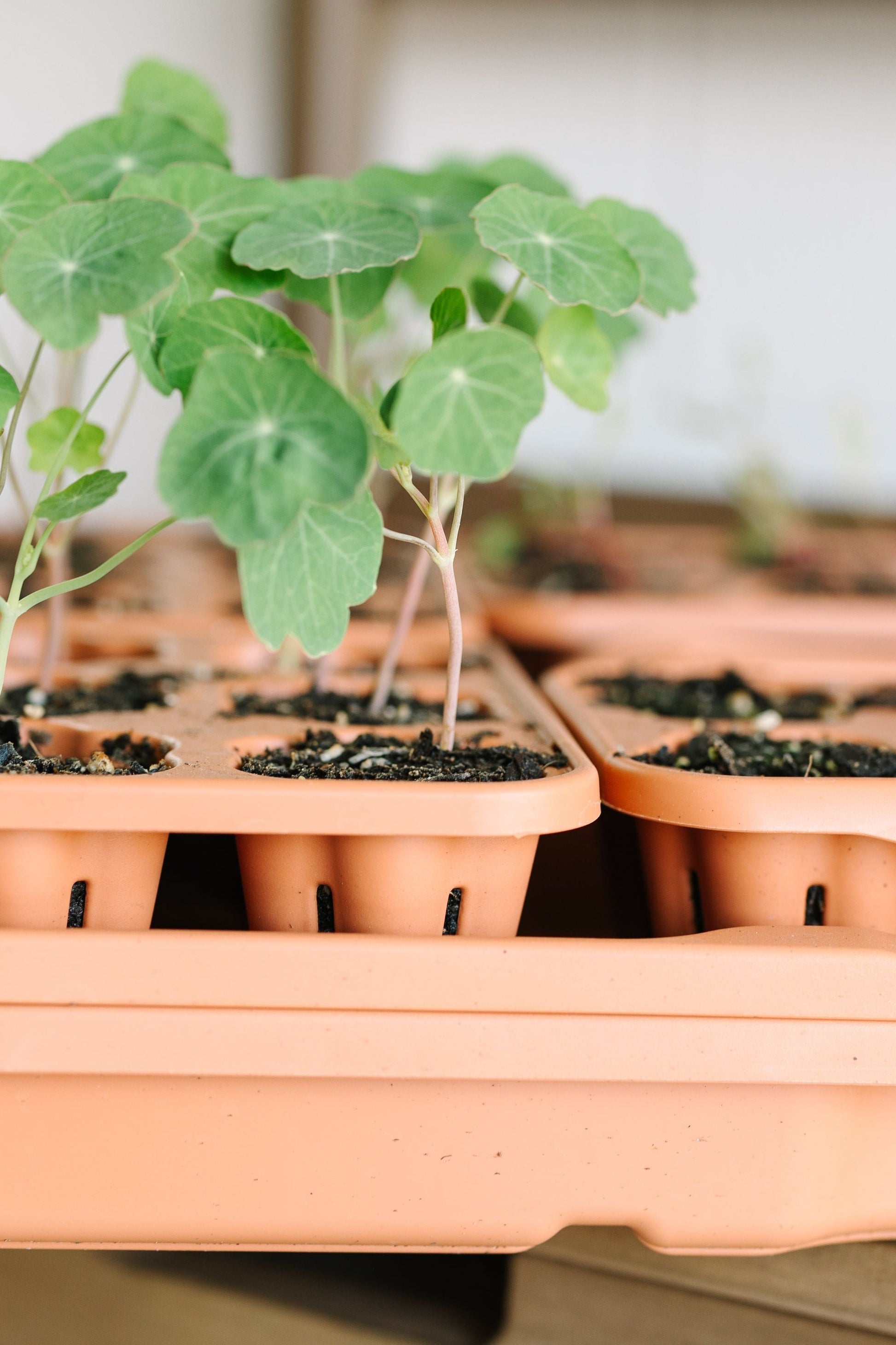 GreenStalk Garden Seed Starter Kit with Domes - Blessings Grow Meadows -