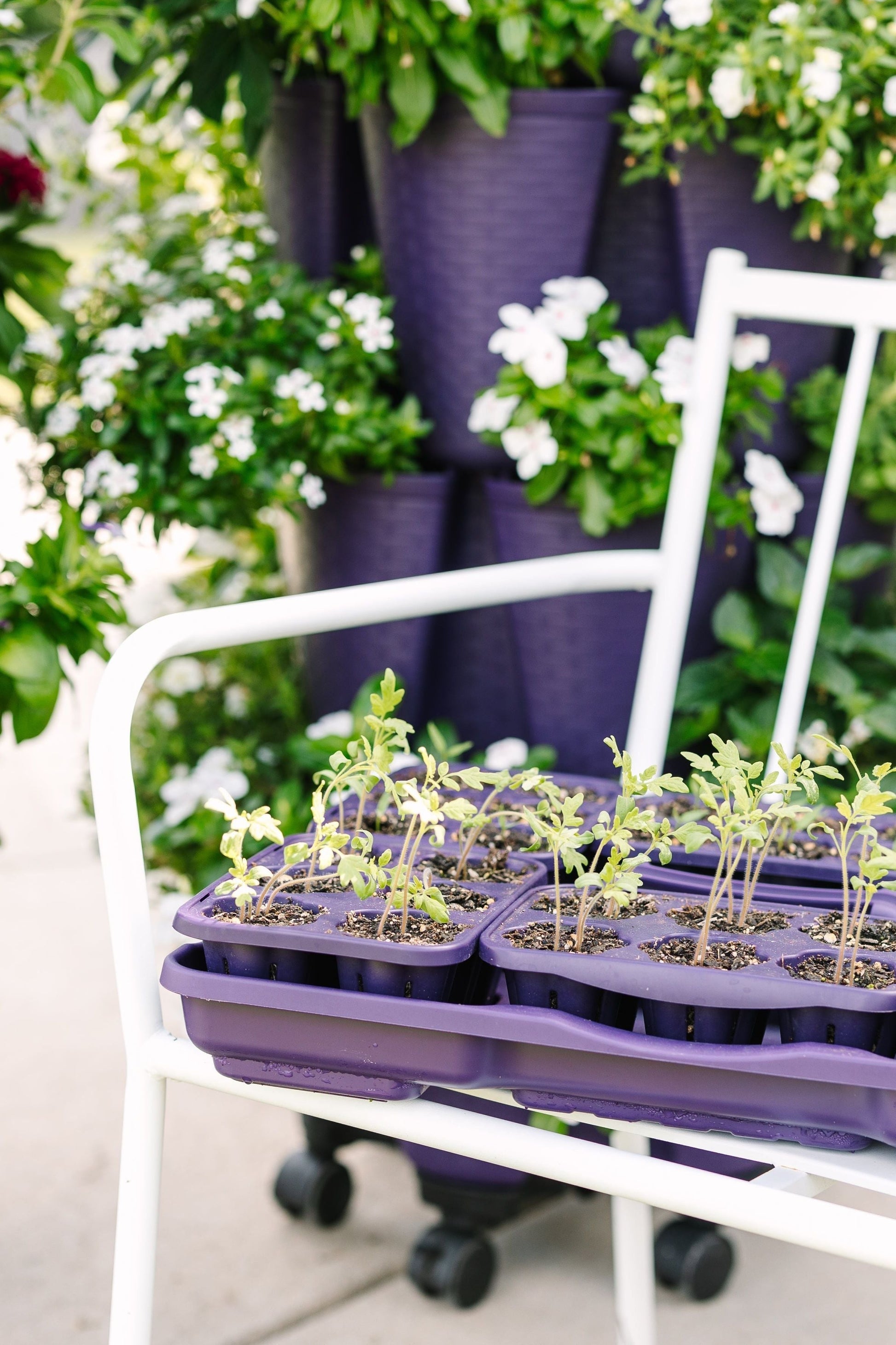 GreenStalk Garden Seed Starter Kit with Domes - Blessings Grow Meadows -