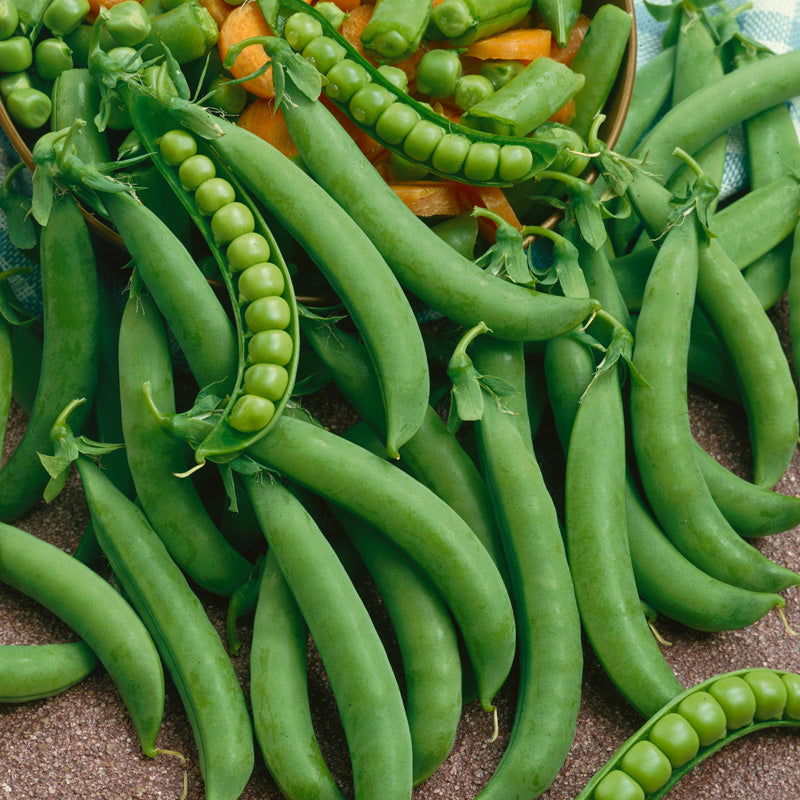 Green Arrow Pea Seeds (Organic) - Blessings Grow Meadows