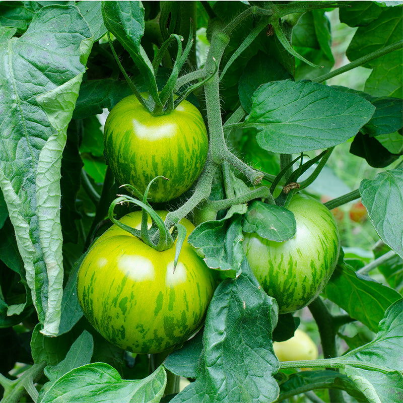 Green Zebra Tomato Seeds (Organic) - Blessings Grow Meadows