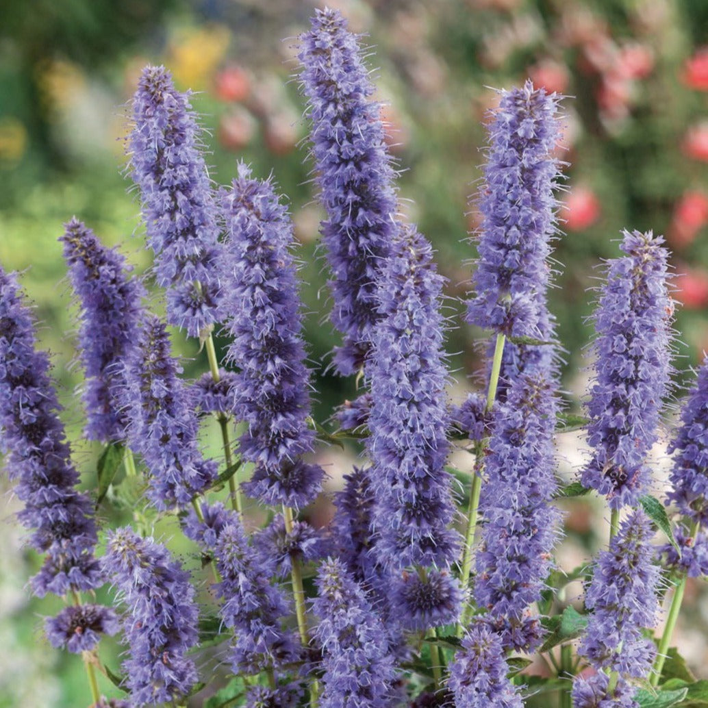 Hyssop - Blessings Grow Meadows
