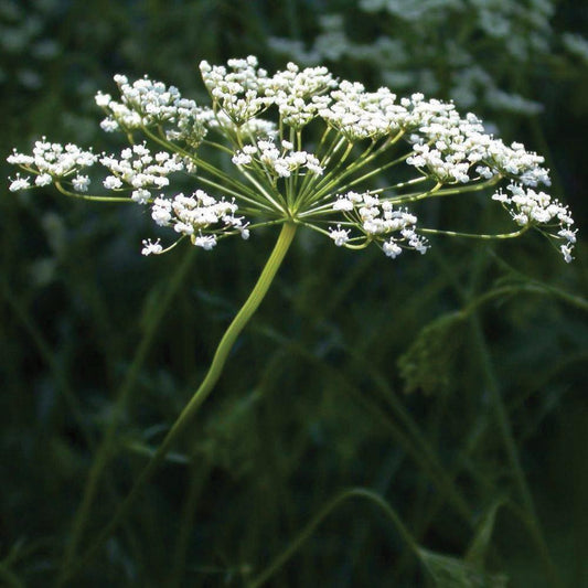 Anise - Blessings Grow Meadows