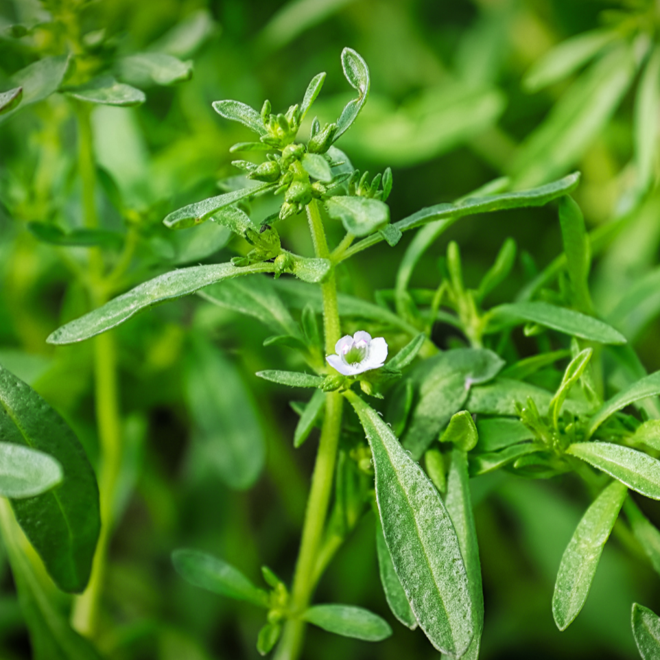 Summer Savory - Blessings Grow Meadows