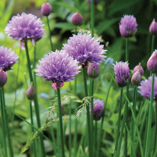 Chives - Blessings Grow Meadows