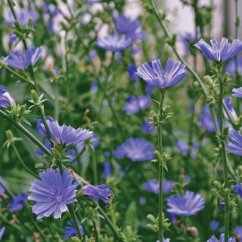 Chicory - Blessings Grow Meadows