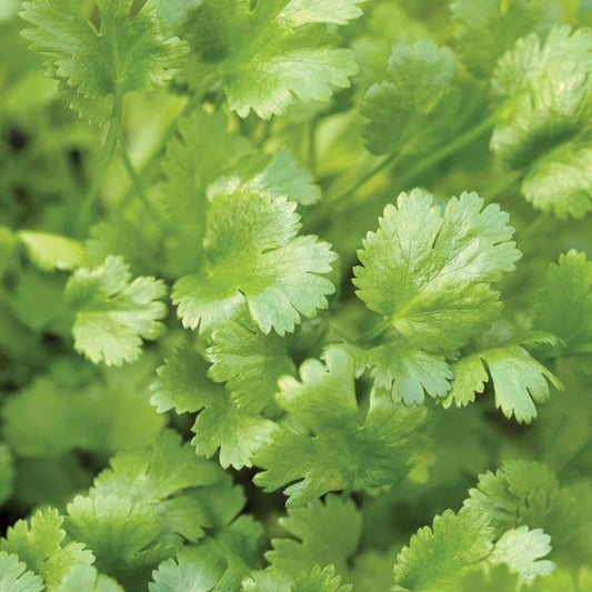 Calypso Cilantro - Blessings Grow Meadows