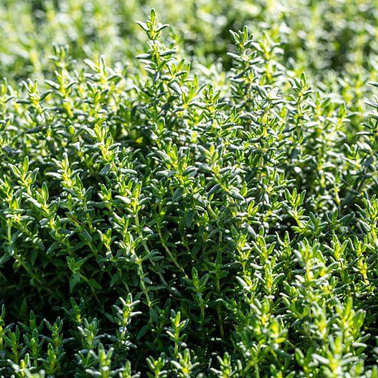 French Thyme - Blessings Grow Meadows