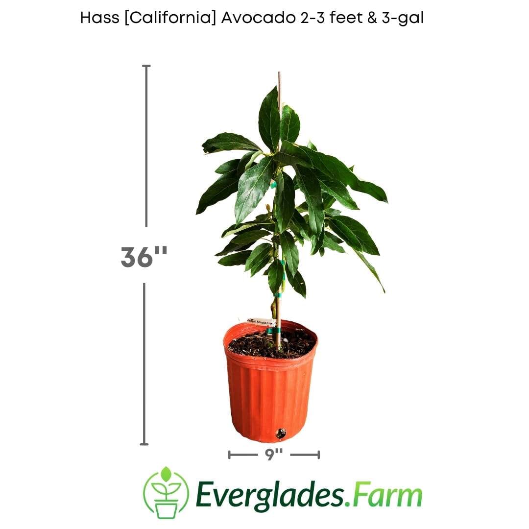 Hass [California] Avocado Tree, Grafted - Blessings Grow Meadows