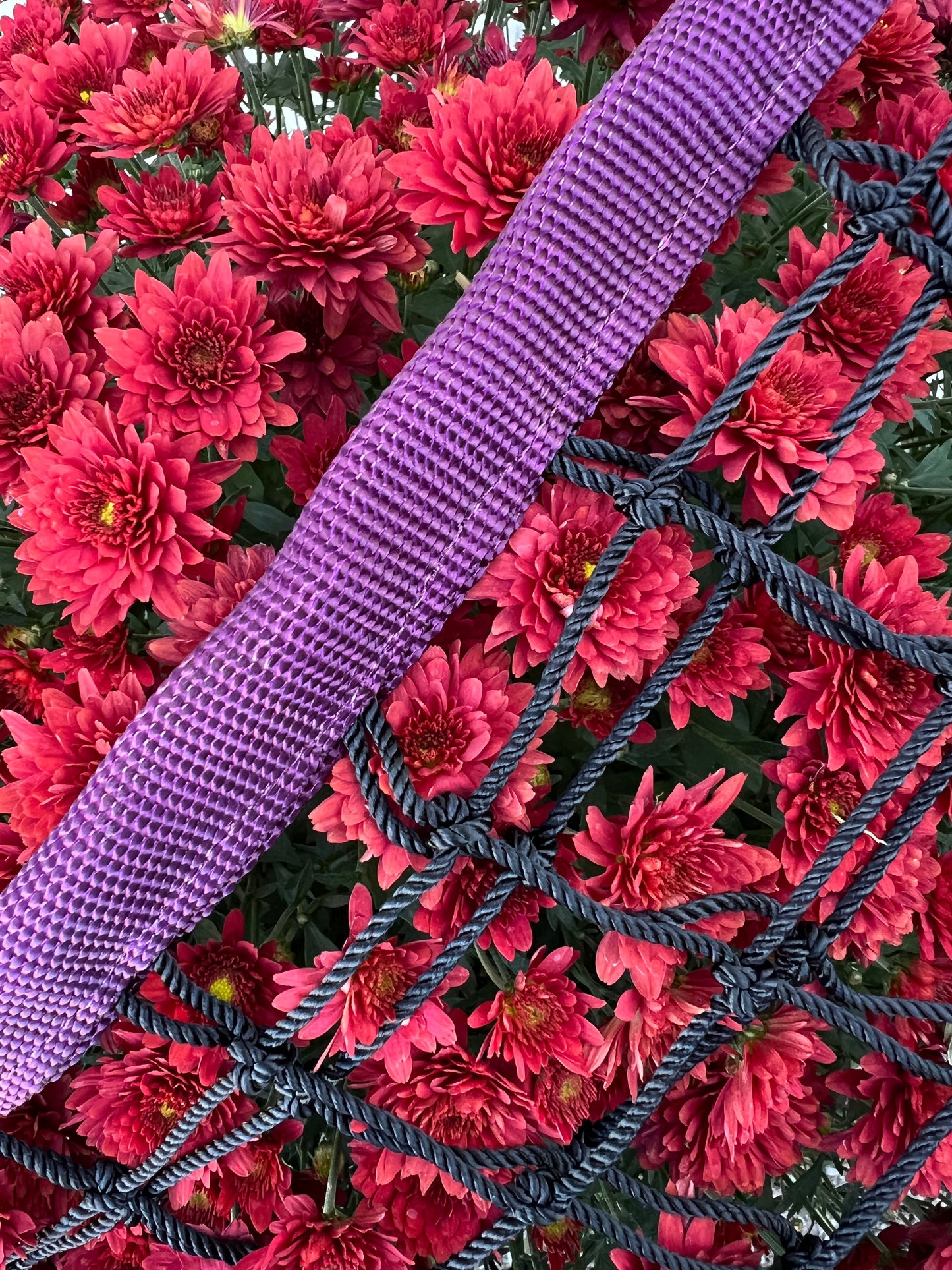 Limited Edition - Haylo Haynets, LLC ~ Blessings Grow Meadows