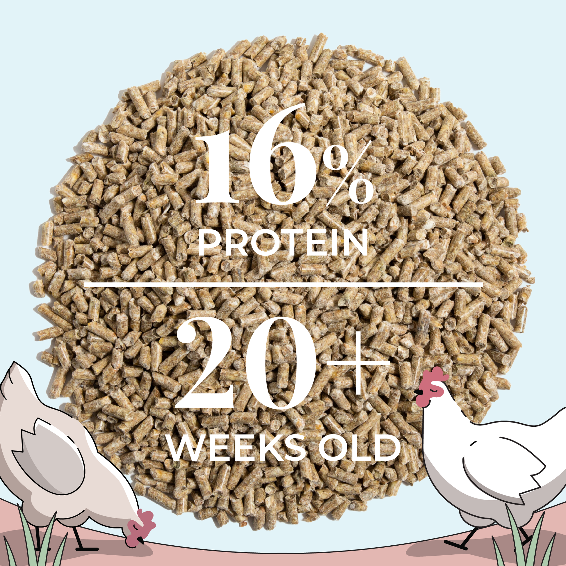 Layer Feed Kit | 1 Month of Organic Feed, Grit & Oyster Shell for 6 Layers - Blessings Grow Meadows