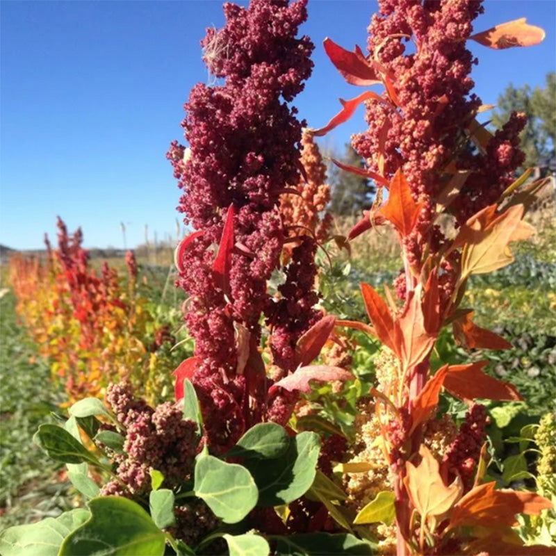 High Desert Mix Quinoa Grain Seeds - Blessings Grow Meadows -