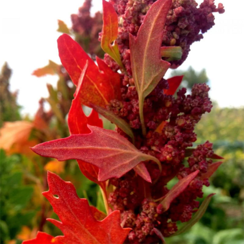 High Desert Mix Quinoa Grain Seeds - Blessings Grow Meadows -