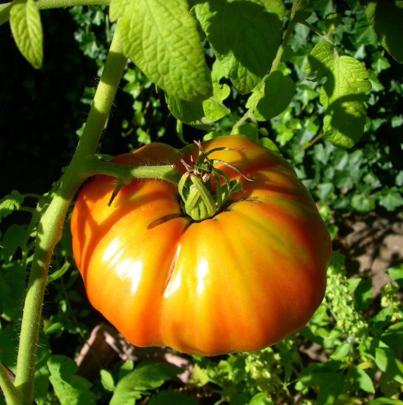 Hillbilly Tomato Seeds (Organic) - Blessings Grow Meadows