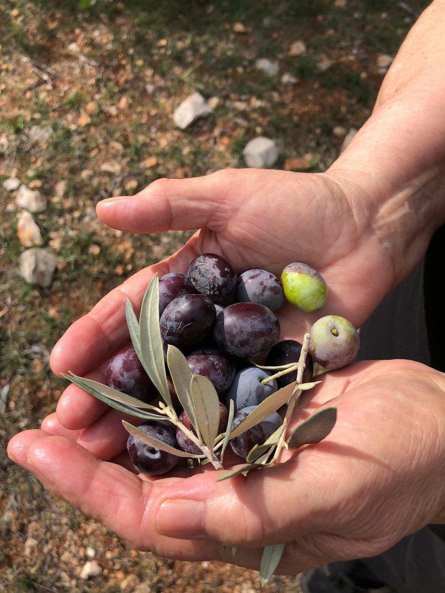 Extra Virgin Olive Oil from Kores Estate - Blessings Grow Meadows