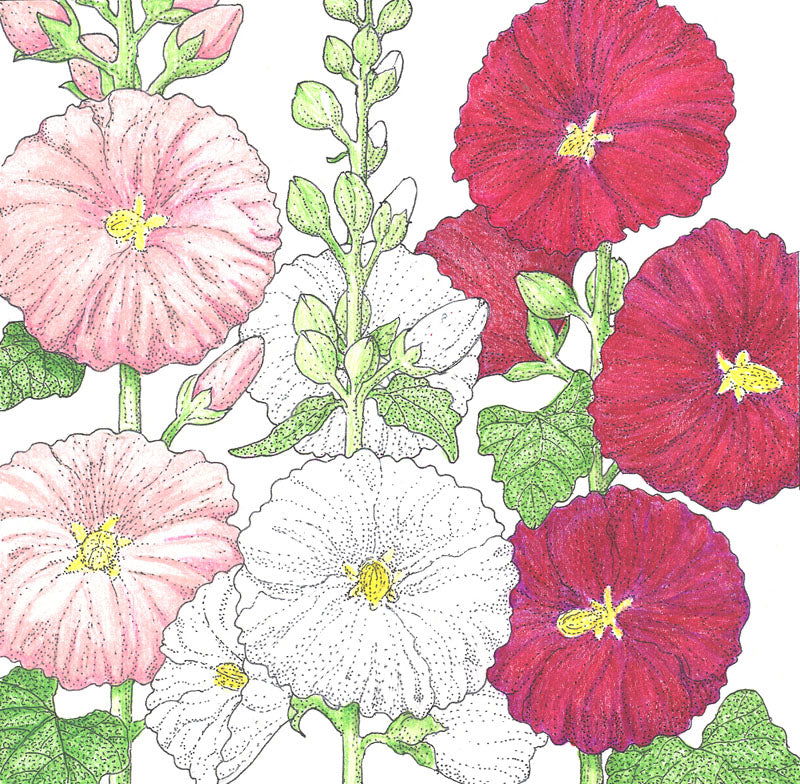 Hollyhock (pack) - Blessings Grow Meadows