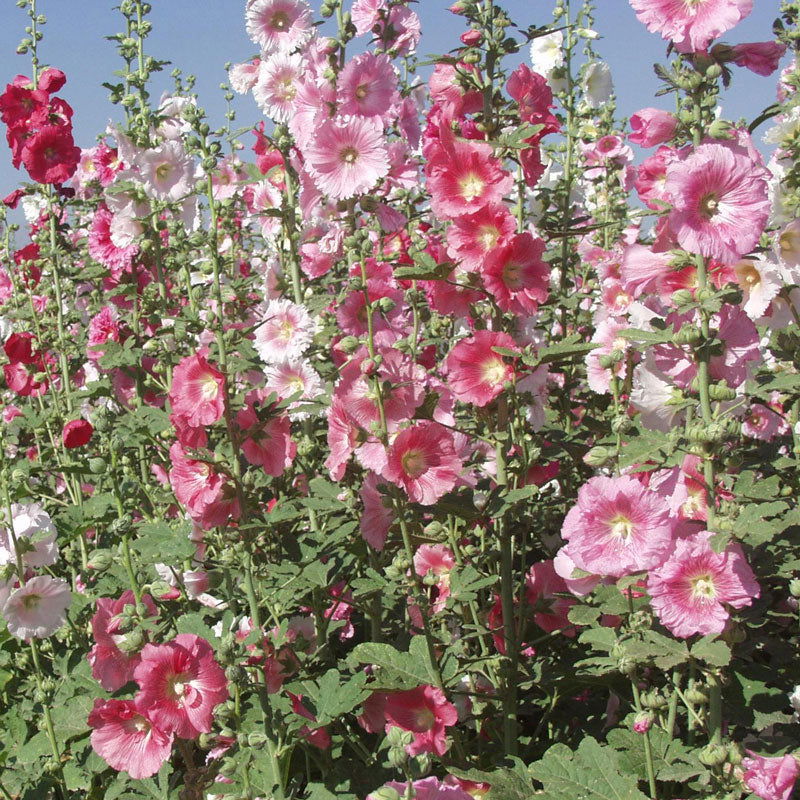 Hollyhock (pack) - Blessings Grow Meadows