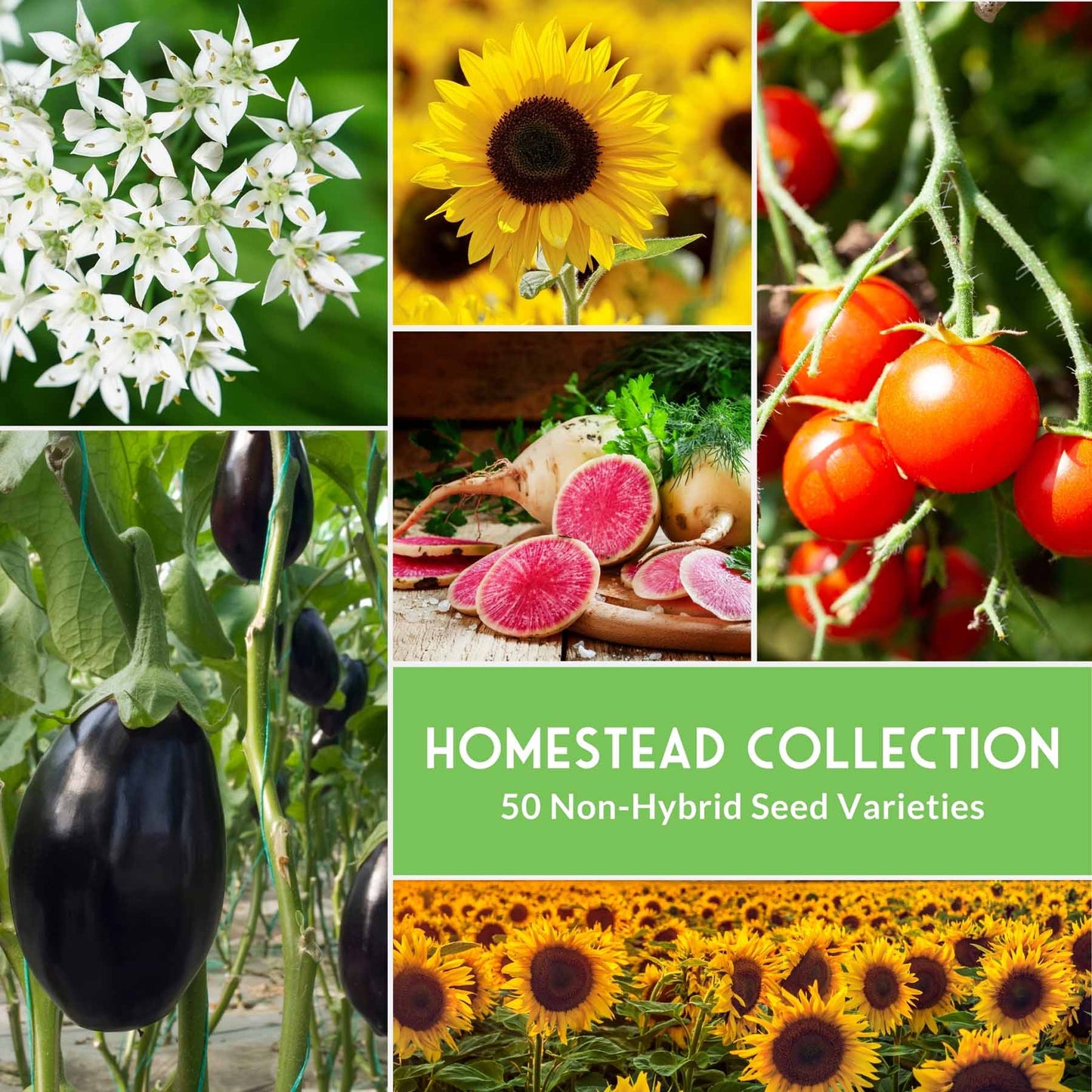 Homestead Garden Collection vegetable seeds from SurvivalGardenSeeds, showing colorful packets of 50 essential seeds for self-reliant gardening