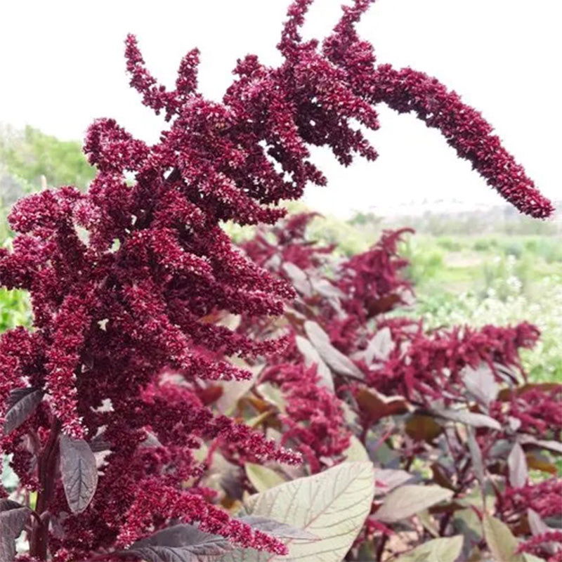 Hopi Red Dye Amaranth Flower Seeds Seeds - Blessings Grow Meadows -