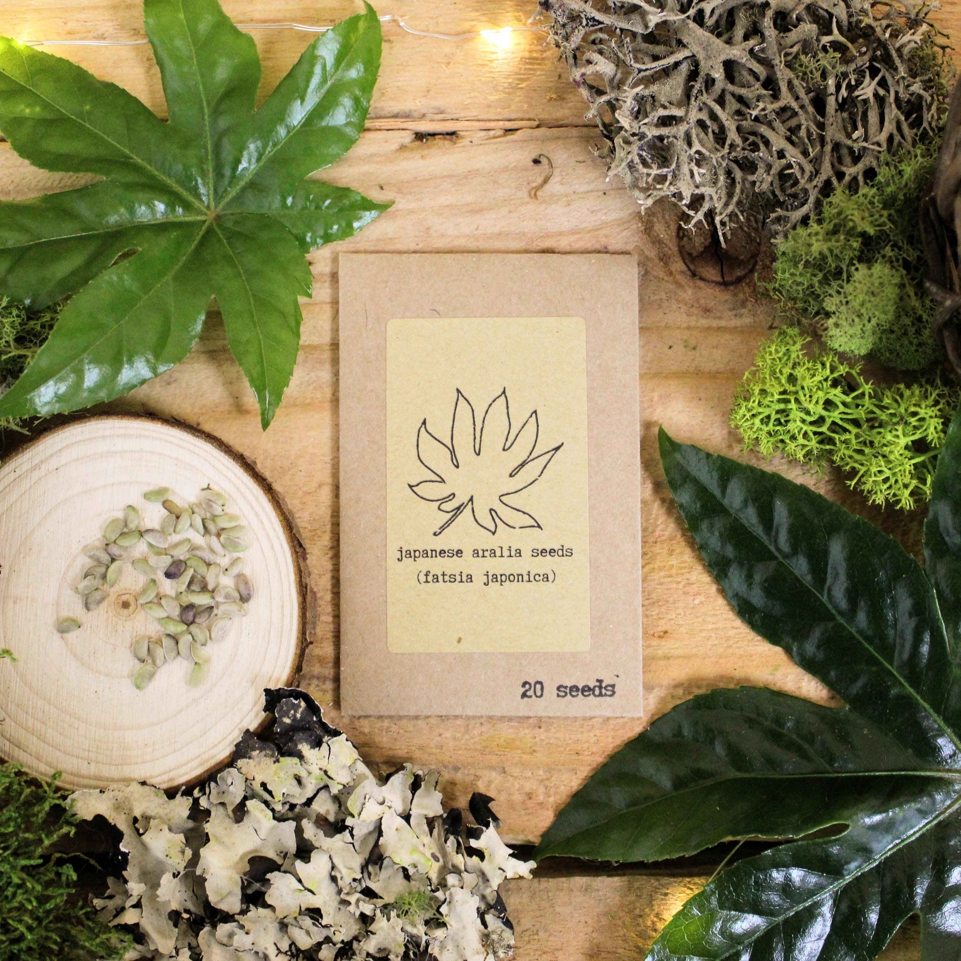 Houseplant Adventurer Houseplant Seed Collection - Blessings Grow Meadows -