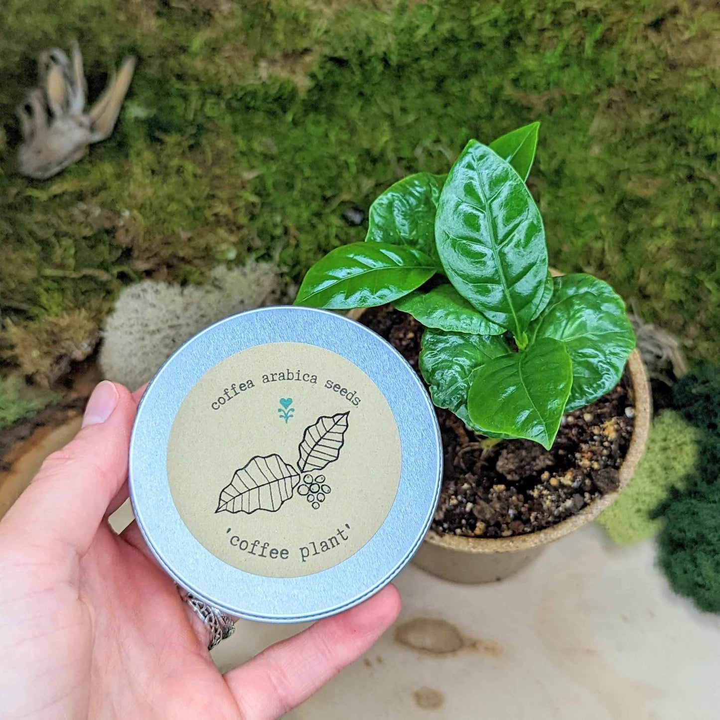 Houseplant Buff Houseplant Seed Collection - Blessings Grow Meadows -