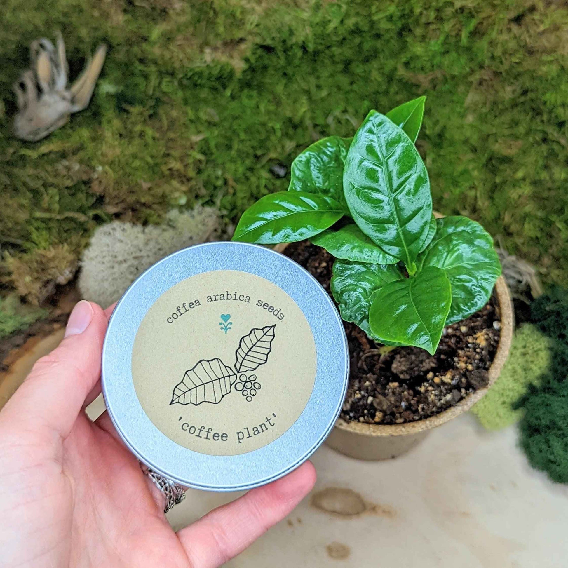 Houseplant Buff Houseplant Seed Collection - Blessings Grow Meadows -