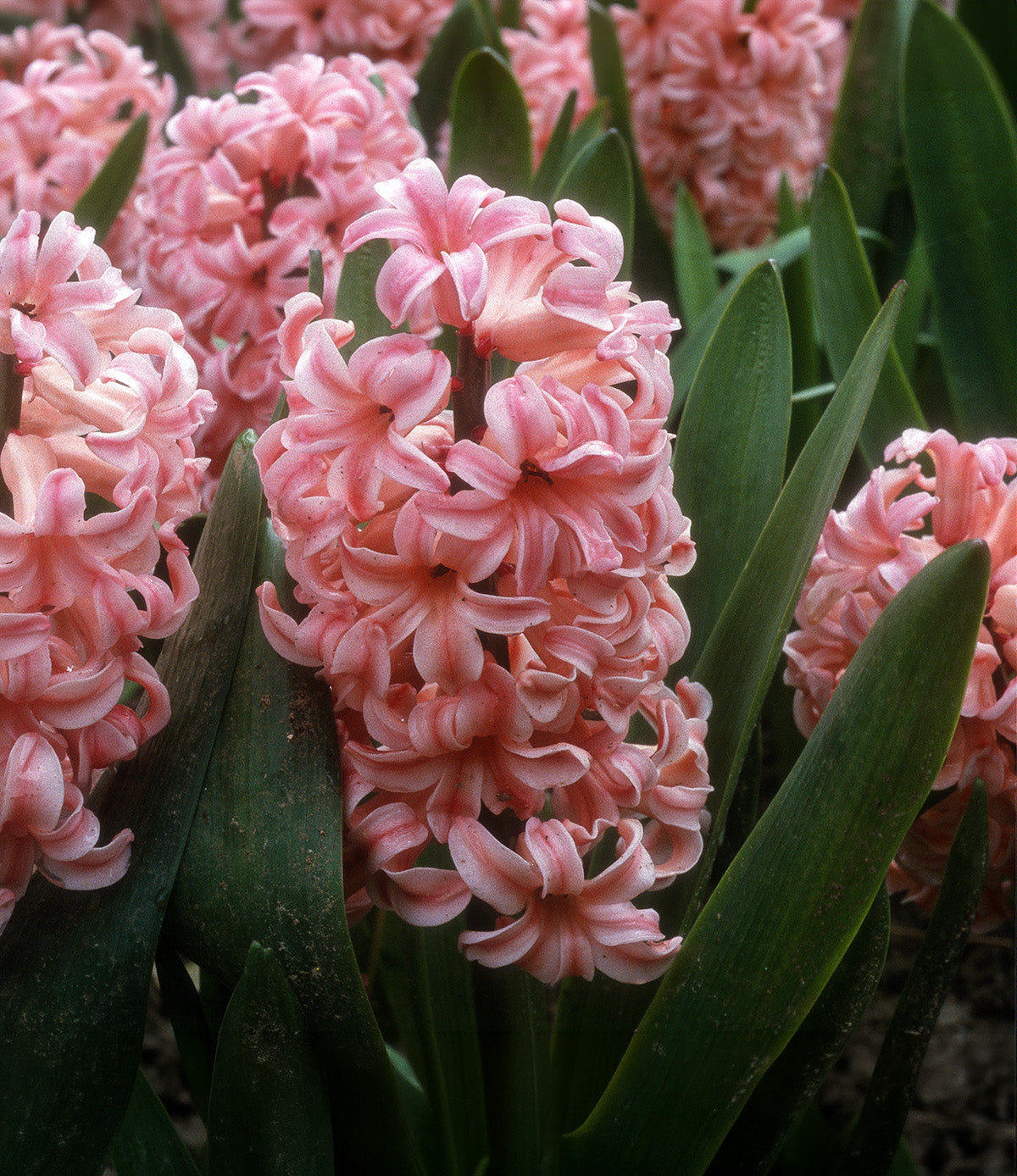 Anne Marie Hyacinth - 10 bulbs
