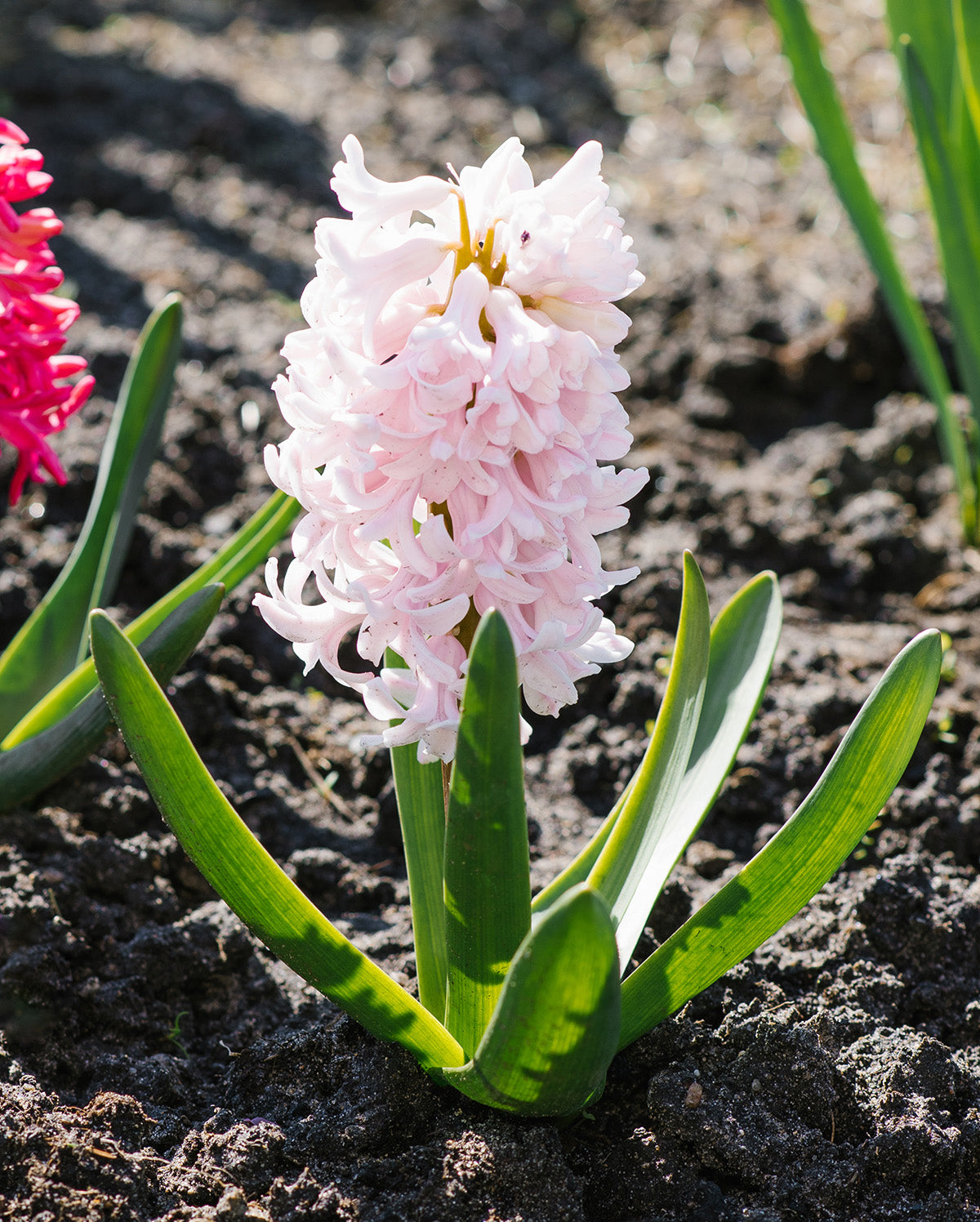 Apricot Passion Hyacinth - 10 bulbs