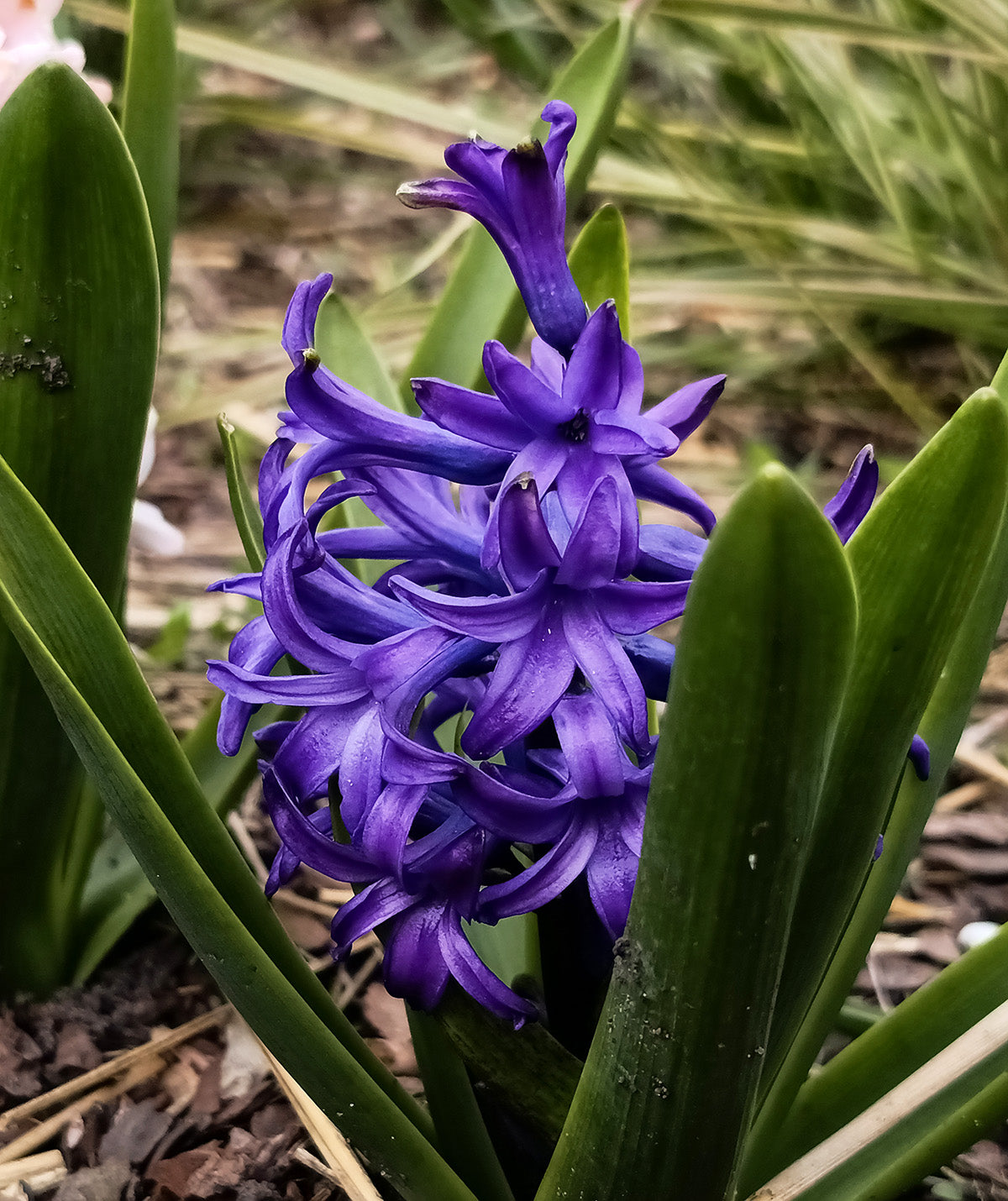 Peter Stuyvesant Hyacinth - 10 bulbs