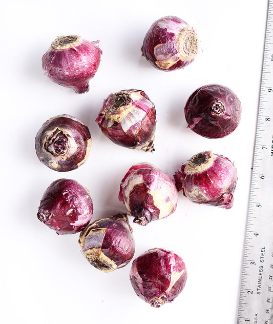 Peter Stuyvesant hyacinth bulbs from BloomingBulb, showing vibrant purple flower buds and green foliage ready for planting.