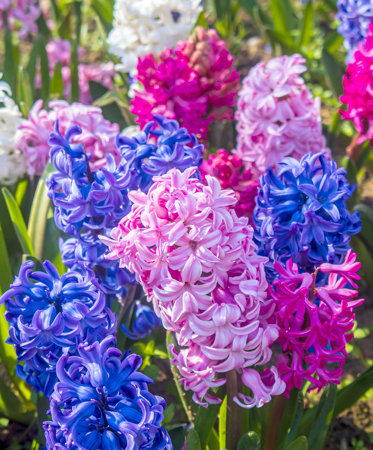 Mixed Hyacinths - 30 bulbs