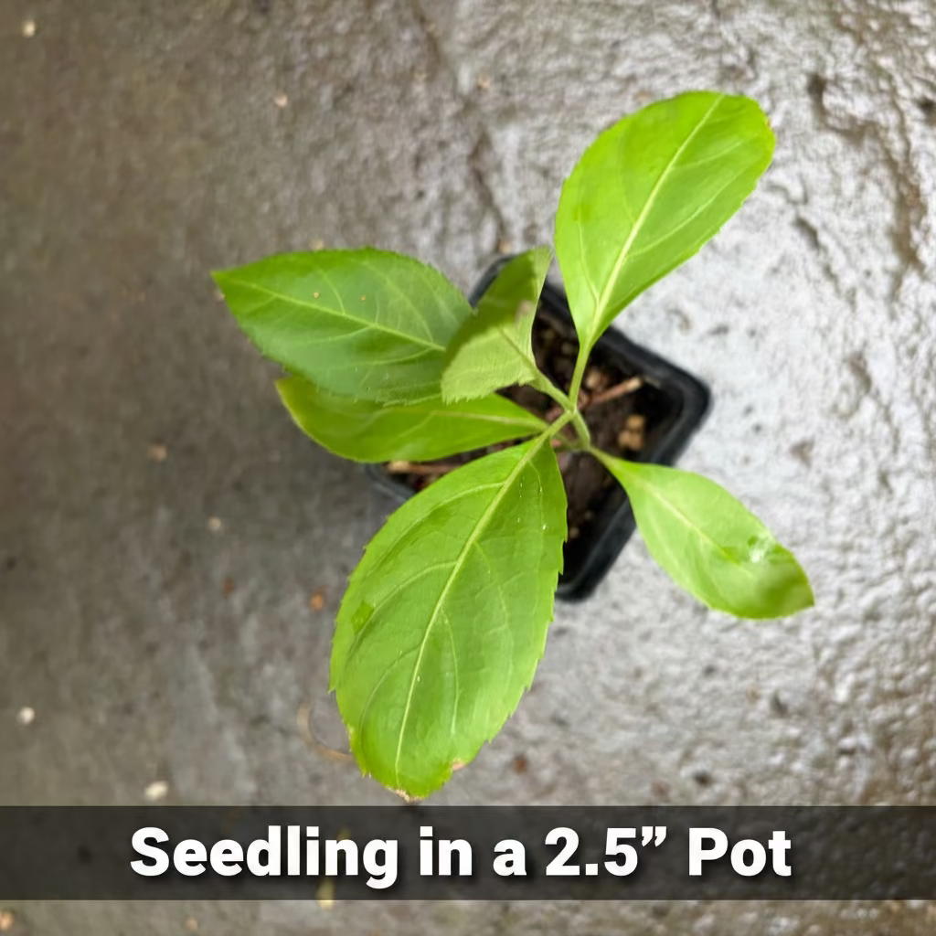 Belize Sage Live Plant (Salvia miniata) – Hummingbird & Pollinator Perennial, Zones 9–11