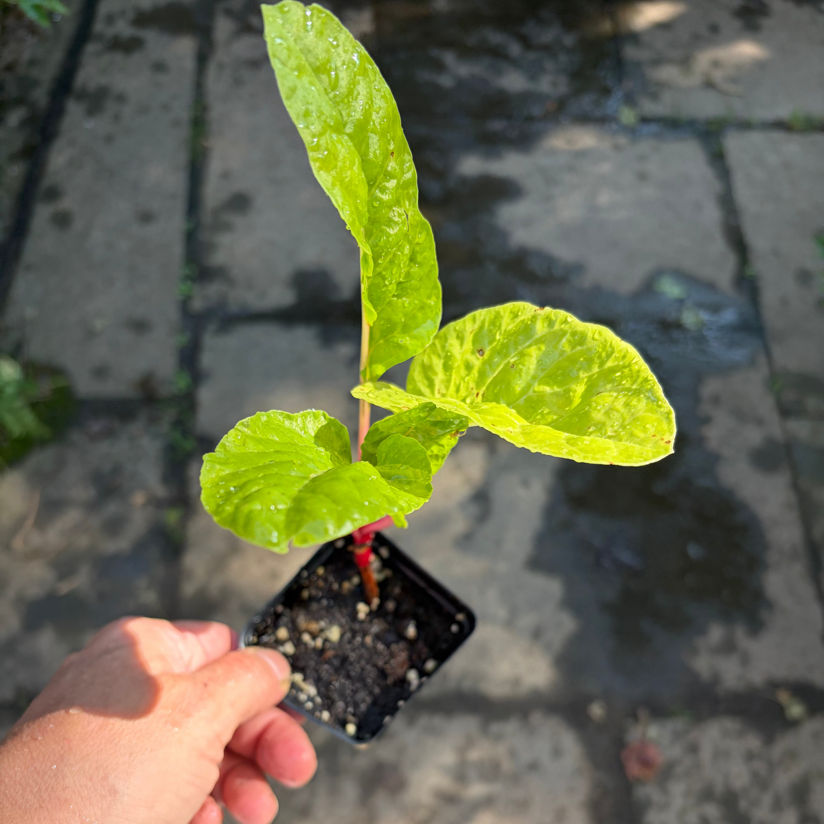 Red Malabar Spinach Live Plant – Basella rubra – Heat-Loving Edible Climbing Vine