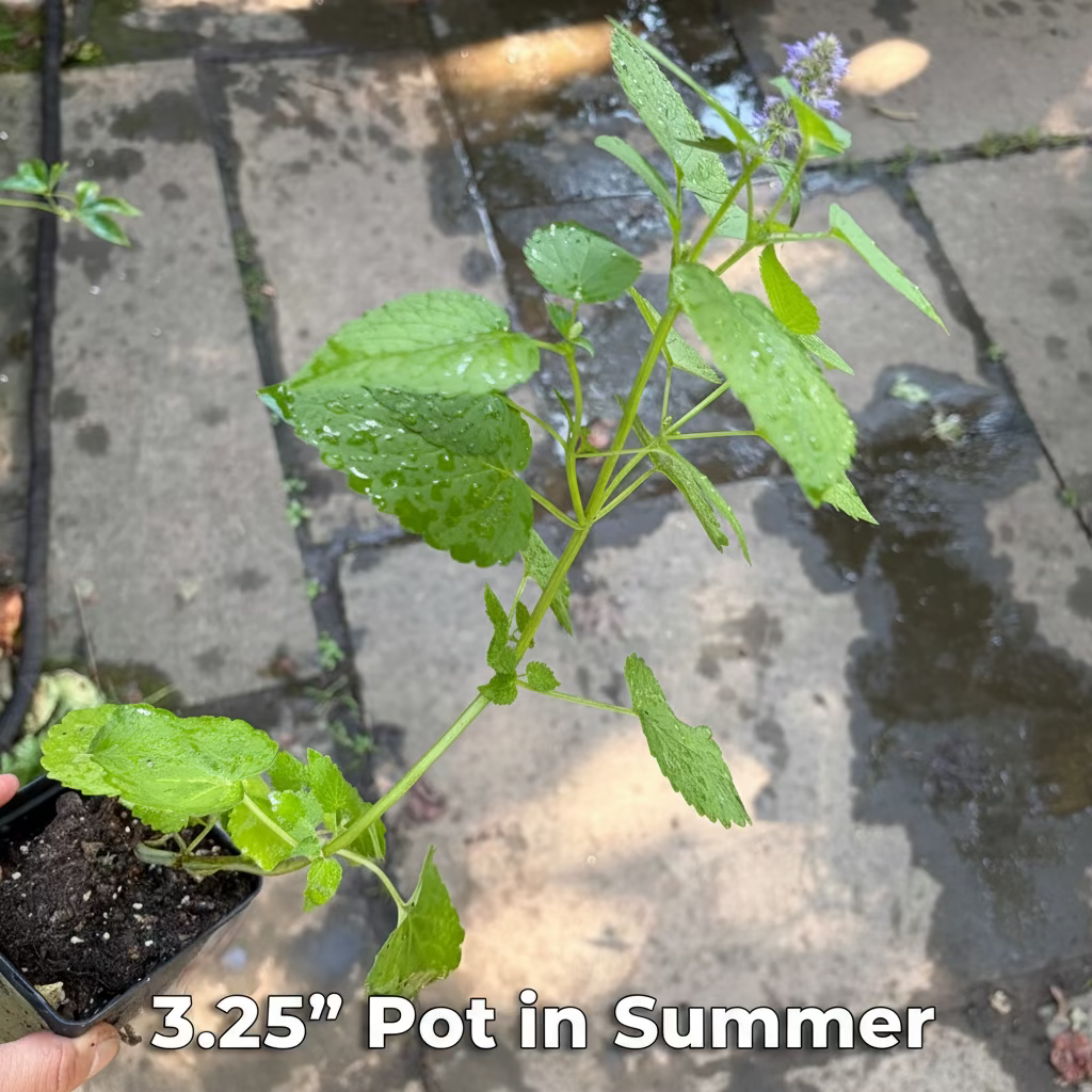 Anise Hyssop Live Plant – Agastache foeniculum – Native Pollinator Perennial – Zones 3–9