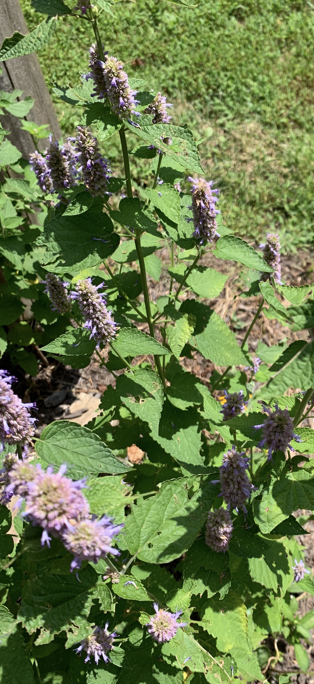 Anise Hyssop Live Plants (Agastache rugosa) – White & Purple Mix, Deer Resistant Perennial, Zones 4–9