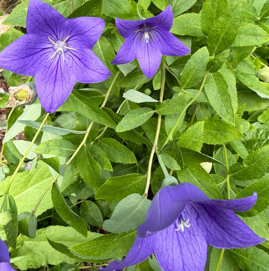 Blue-purple Balloon Flower live plant by Steep Hill Garden, perennial plant with bell-shaped blooms, zones 3-9
