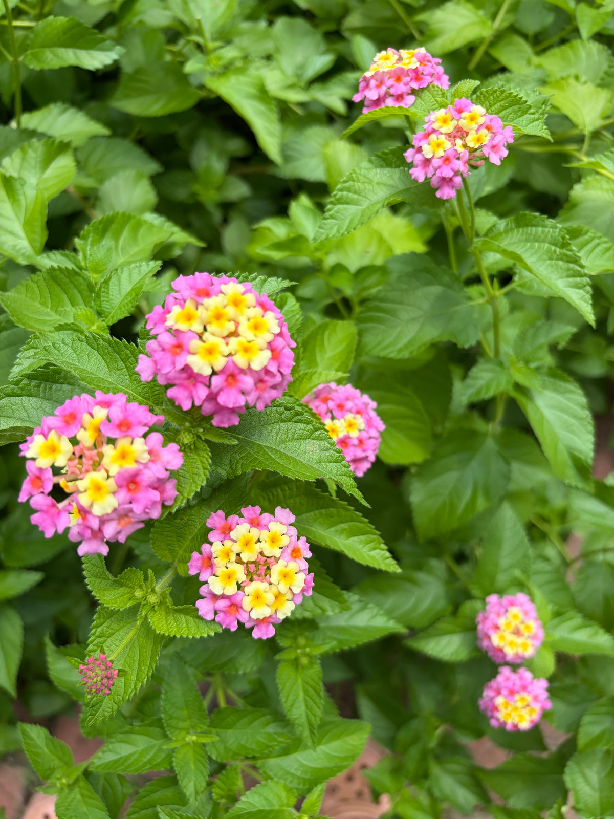 Steep Hill Garden Mozelle Hardy Lantana plant with pink blooms, butterfly magnet, suitable for zones 7b to 11, shown in a garden setting.