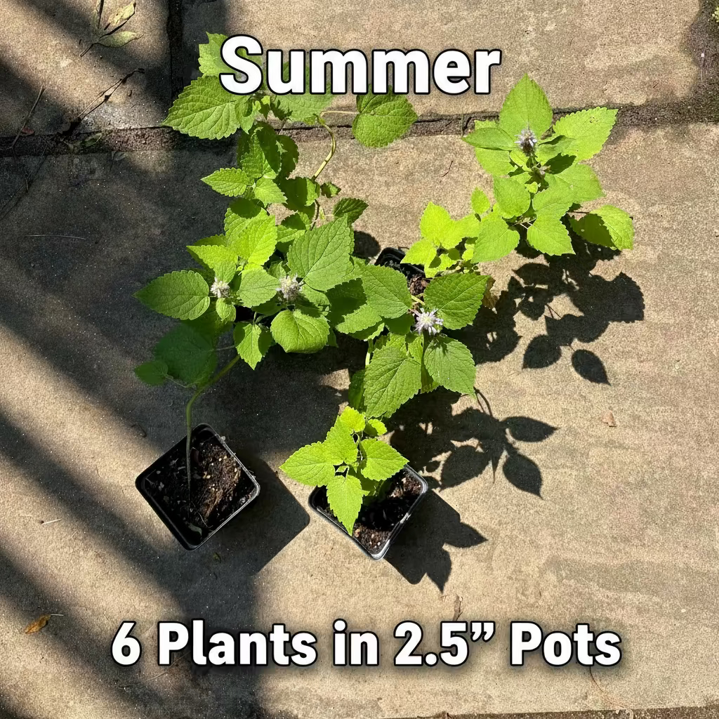 Anise Hyssop Live Plant – Agastache foeniculum – Native Pollinator Perennial – Zones 3–9
