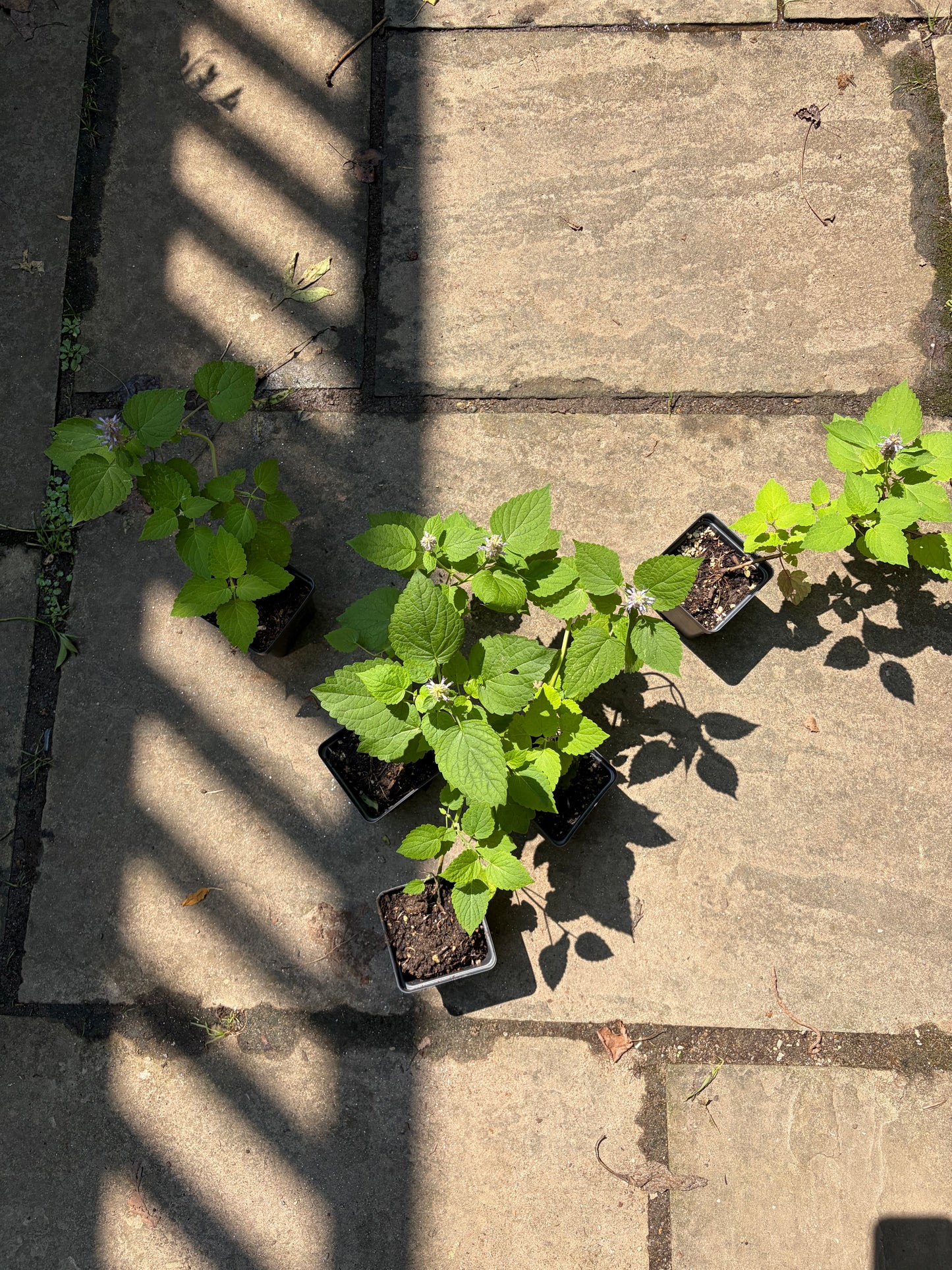 Anise Hyssop Live Plants (Agastache rugosa) – White & Purple Mix, Deer Resistant Perennial, Zones 4–9