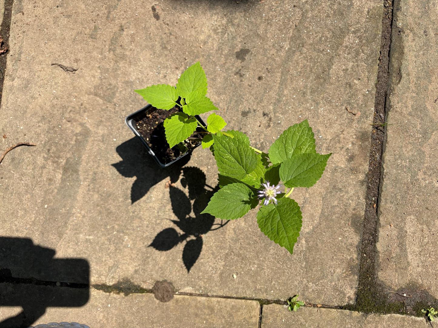 Anise Hyssop Live Plant – Agastache foeniculum – Native Pollinator Perennial – Zones 3–9