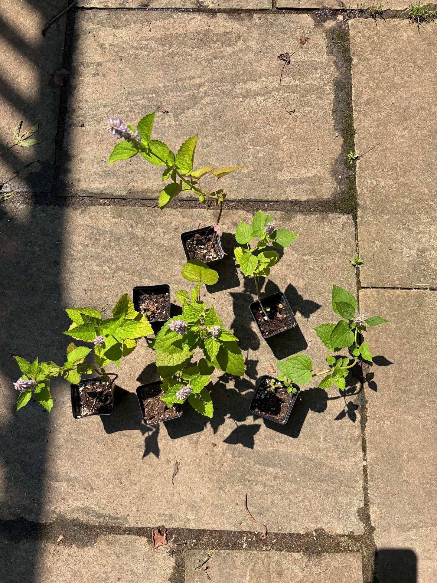 Anise Hyssop Live Plant – Agastache foeniculum – Native Pollinator Perennial – Zones 3–9