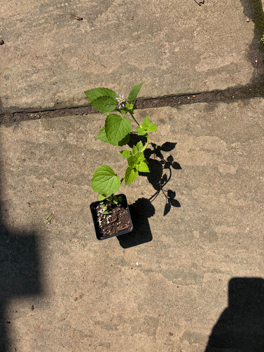 Anise Hyssop live plant by Steep Hill Garden, showing green aromatic leaves and purple flower spikes, suitable for zones 3-9.