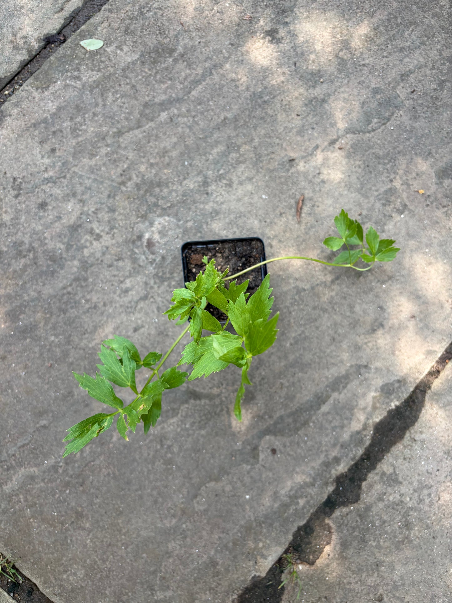 Lovage Live Plant – Levisticum officinale – Perennial Celery-Flavored Culinary Herb – Zones 4–8