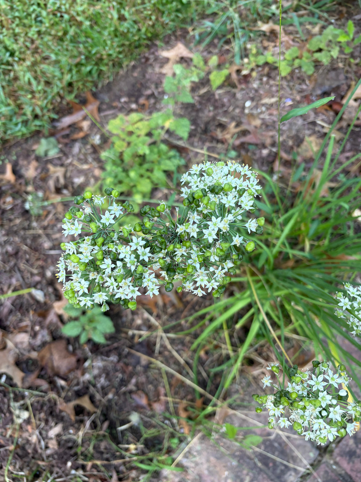 Garlic chive seeds from Steep Hill Garden, Allium tuberosum, perennial edible herb, shown in close-up seed packet image.