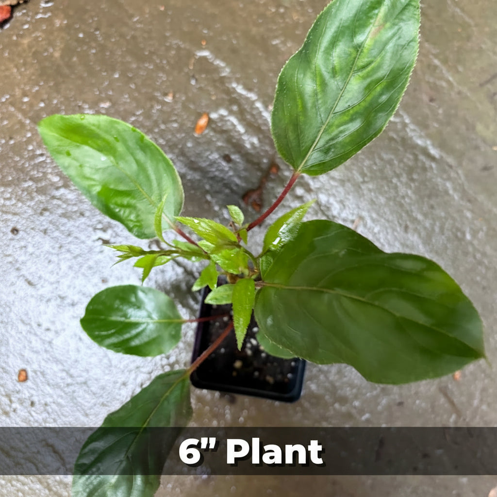 Hardy Kiwi Live Plants – Actinidia arguta – Anna Female & Meader Male – Edible Fruit Vine