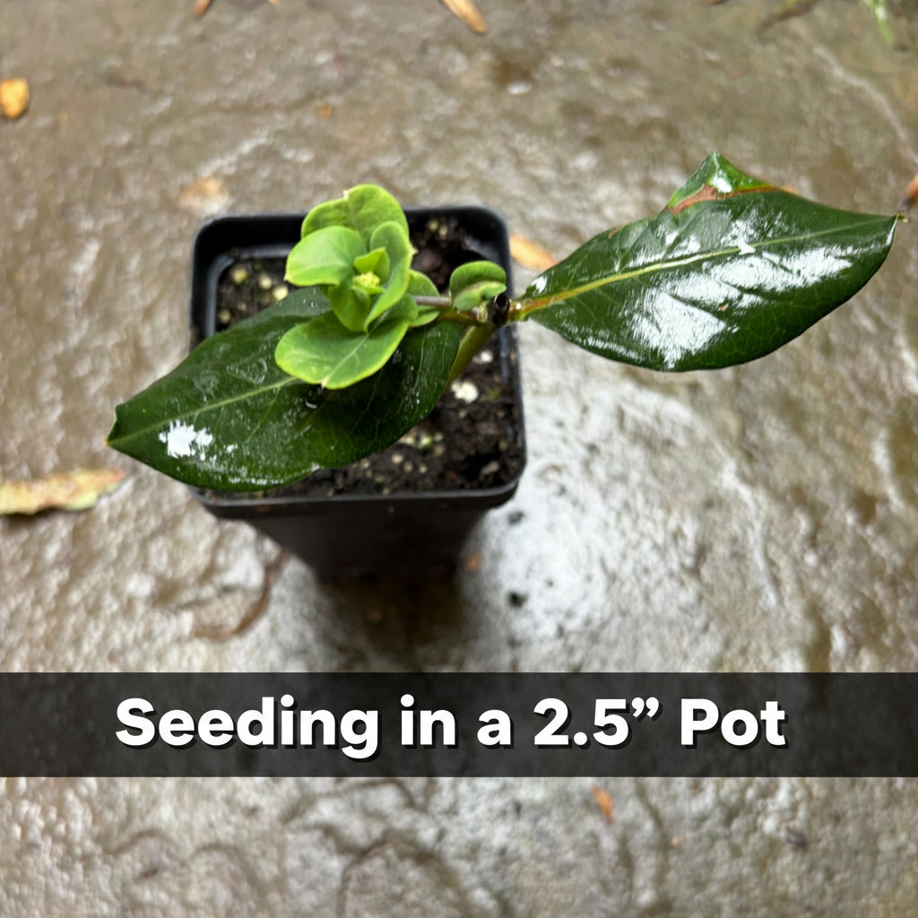 Native Coral Honeysuckle Live Plant – Lonicera sempervirens – Hummingbird Vine – Zones 4–9