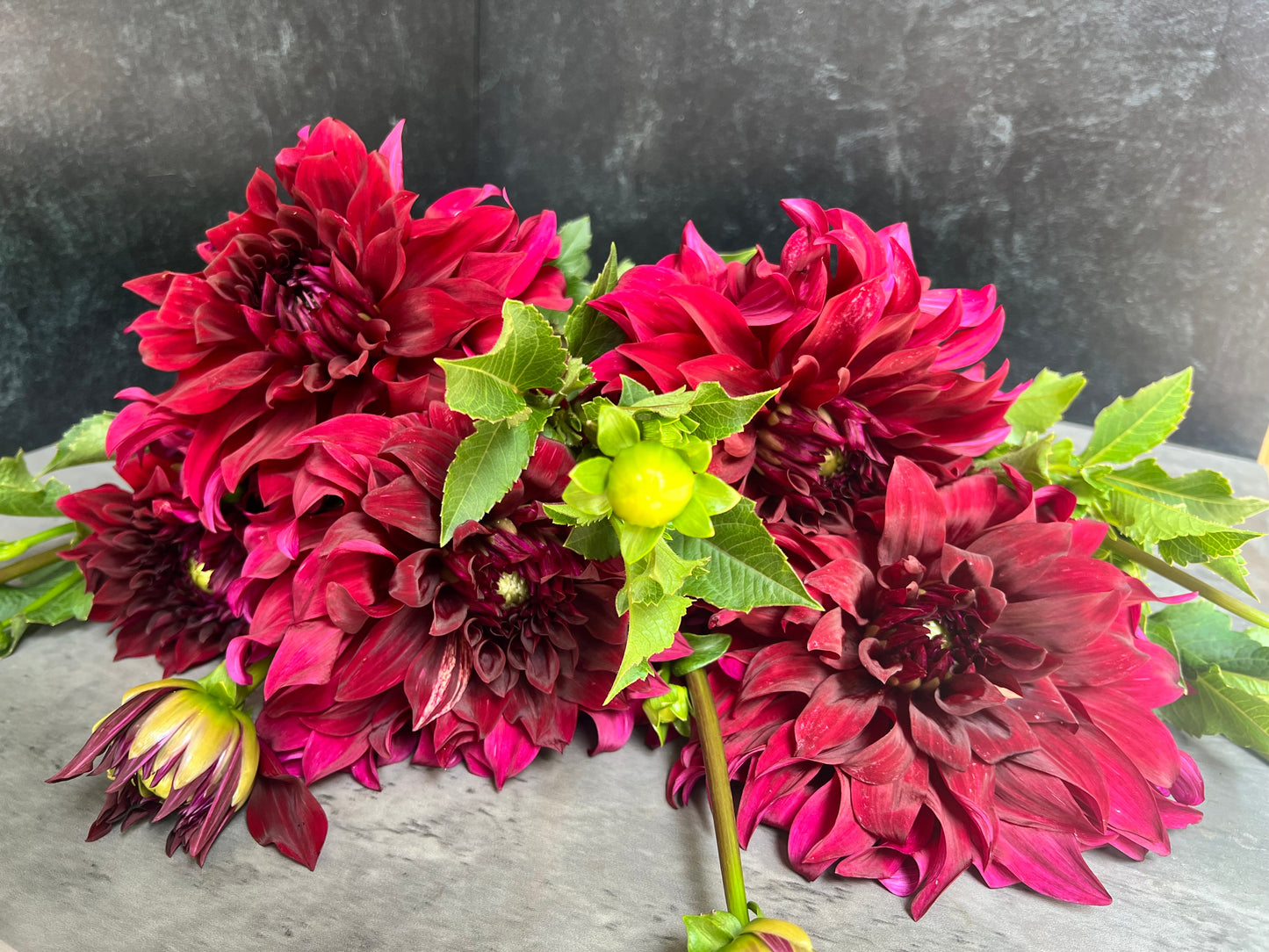 Dahlia Tuber Mix-Dark & Moody-10 Tubers